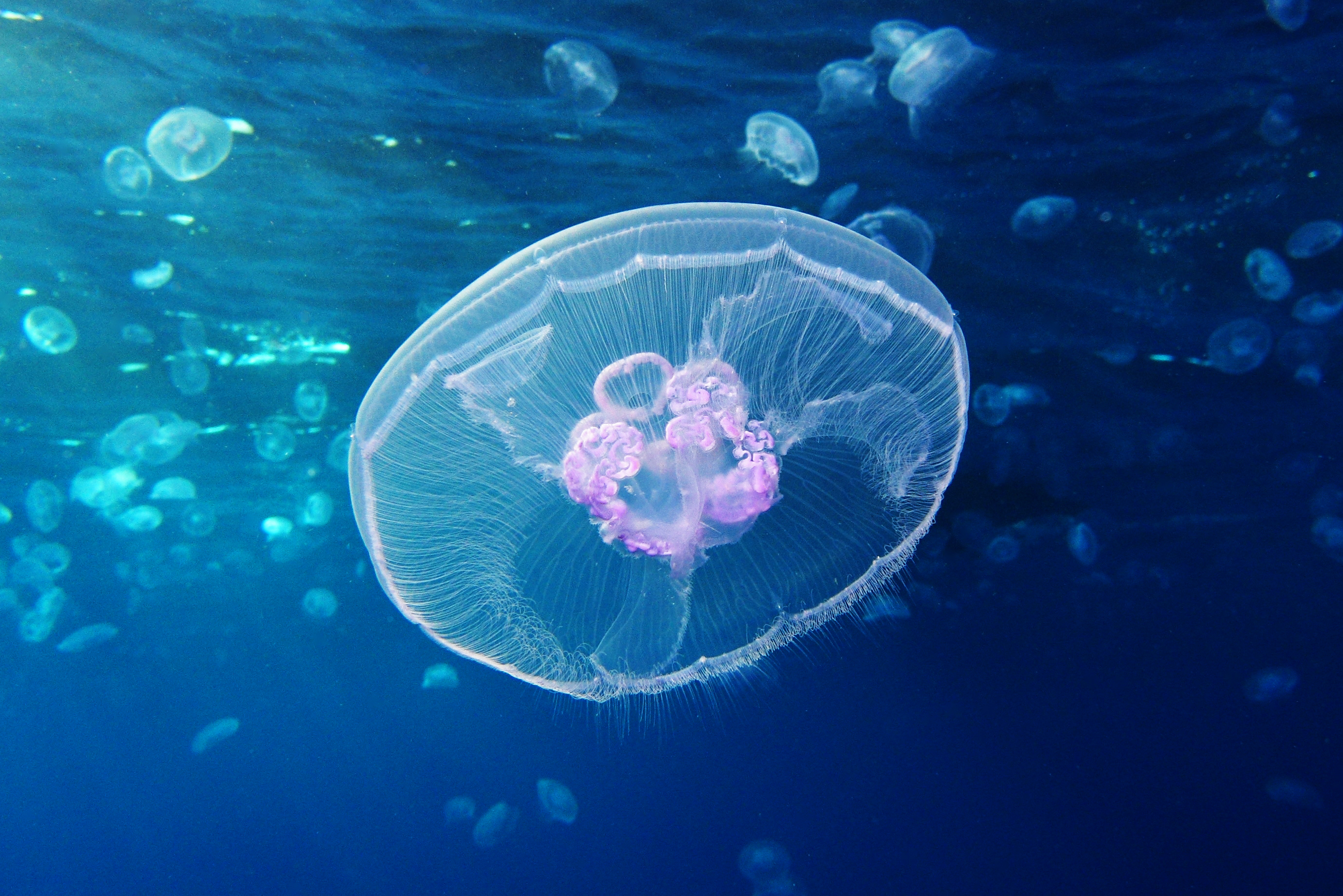 Jellyfish Quanta Magazine Image